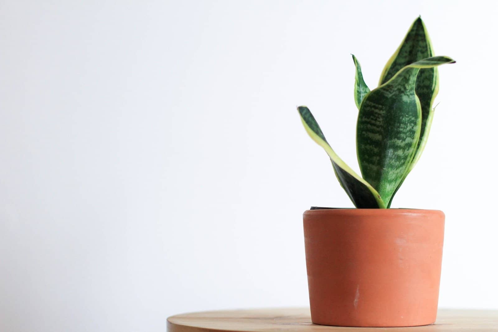 Striking sword-like leaves of a snake plant against a white background.