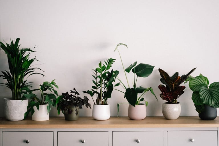 10 Easy-Care Indoor Plants Anyone Can Keep Alive