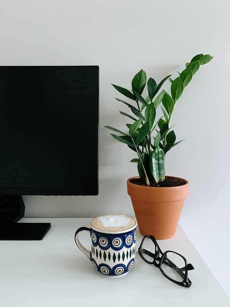 Glossy, deep green leaves of a ZZ plant cascading down a shelf.